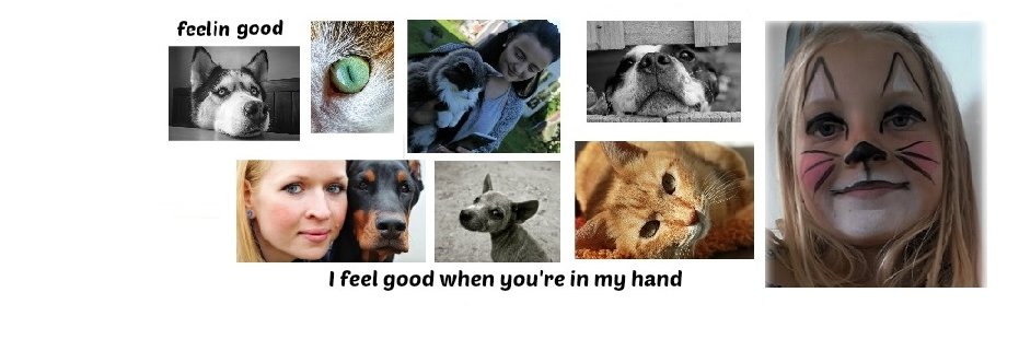 PetReboot's profile banner image