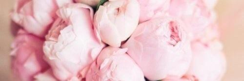 Ажар Нурсеит banner