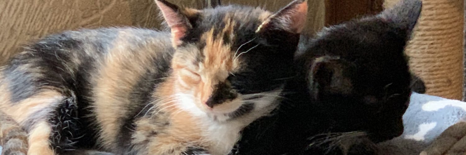 Dark_Phoenix82's profile banner image