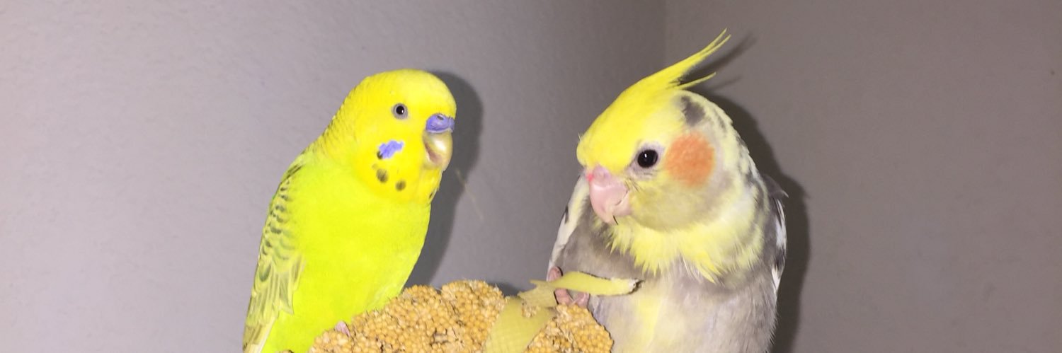 itsmsbirdlady's profile banner image
