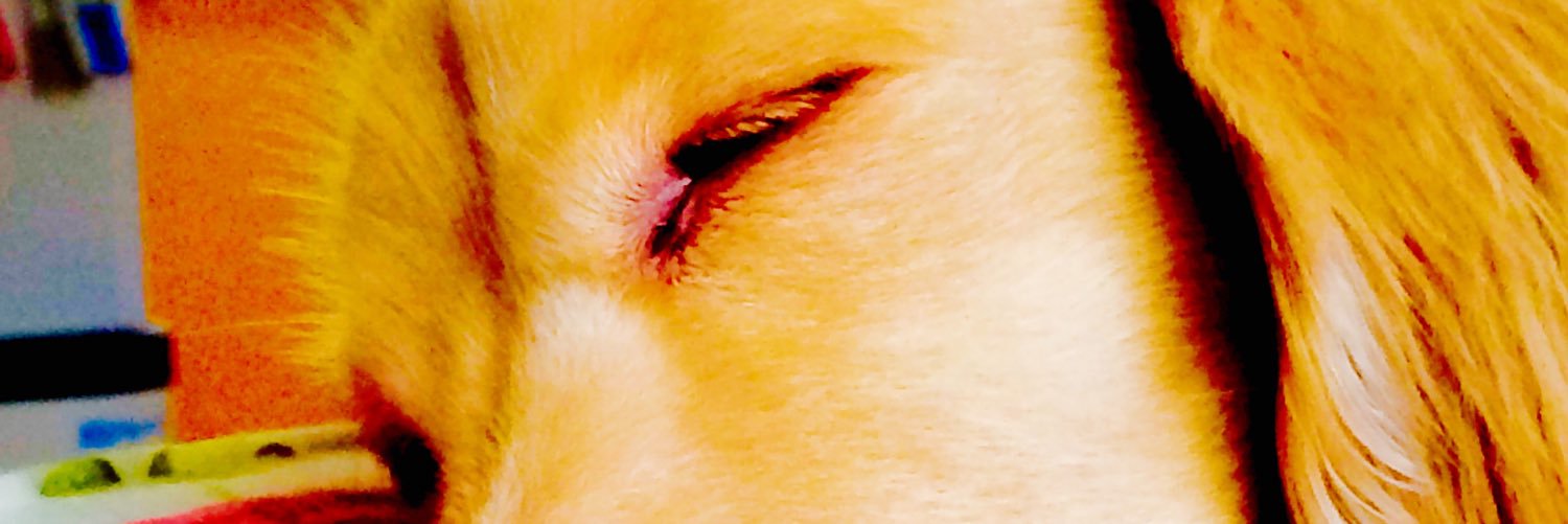 R_monky's profile banner image