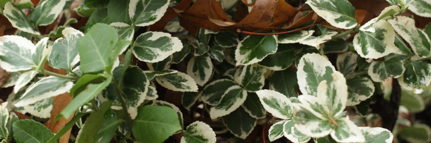 MadelynRWerner's profile banner image