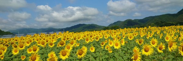 tosahimahima Profile Banner