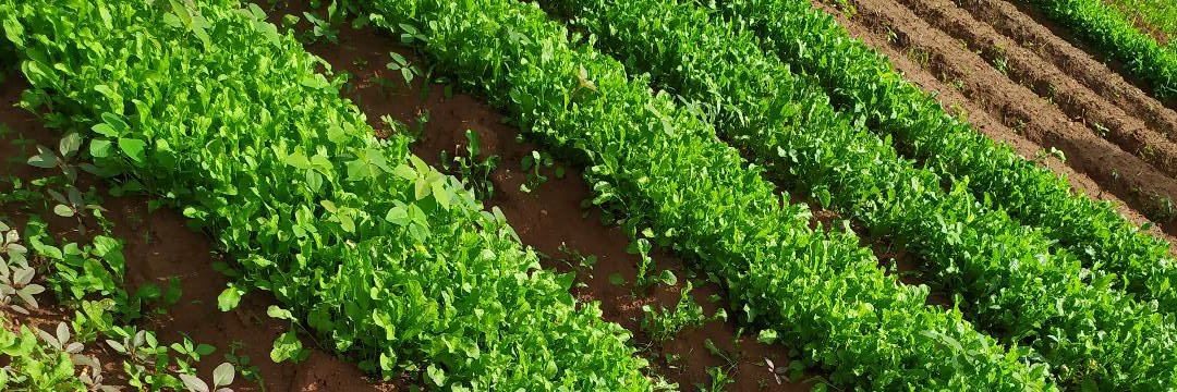 OpeFarms banner