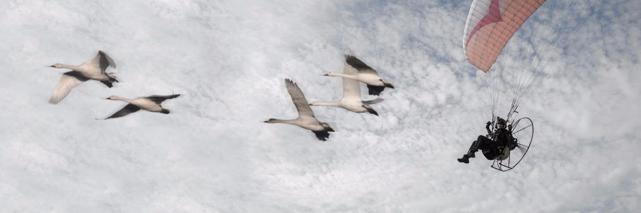 Flight Of The Swans banner