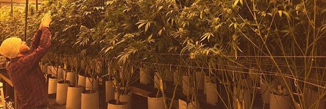 420plantlife's profile banner image