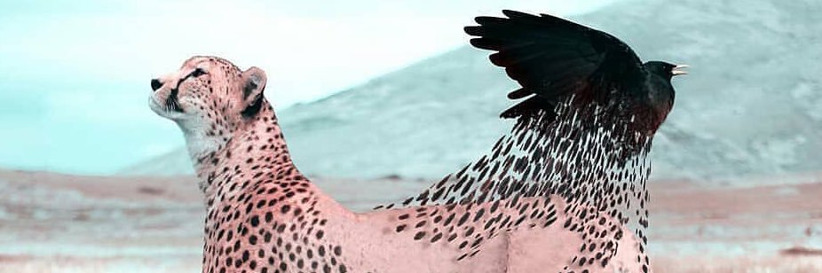 GSchrier's profile banner image
