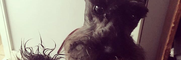 NayMeetz's profile banner image