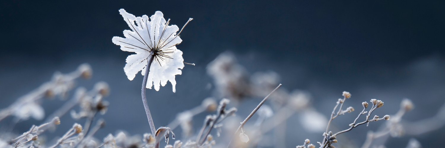 valmatissia's profile banner image