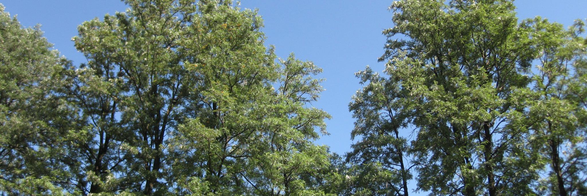 Aleah Warren banner