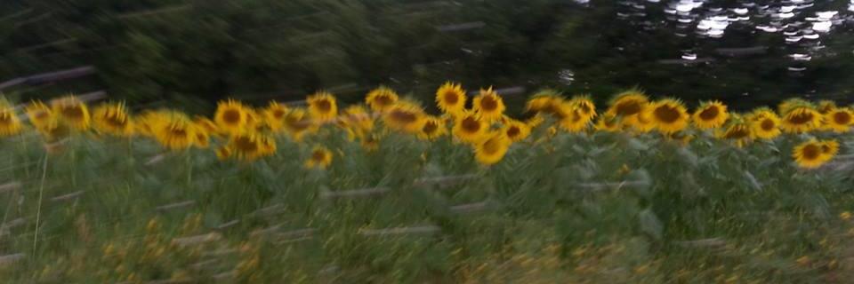 dsahan's profile banner image
