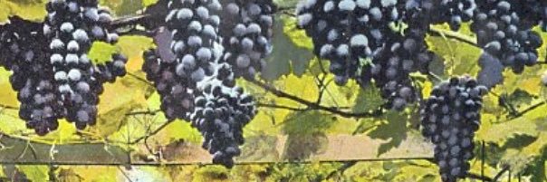 Grapevine🍇 🇺🇦 Tactical Voting Worked in 2024 🐝 banner