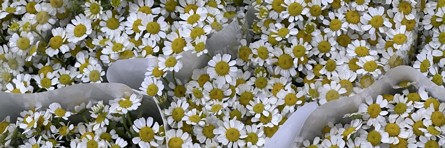 Hellopupejub's profile banner image