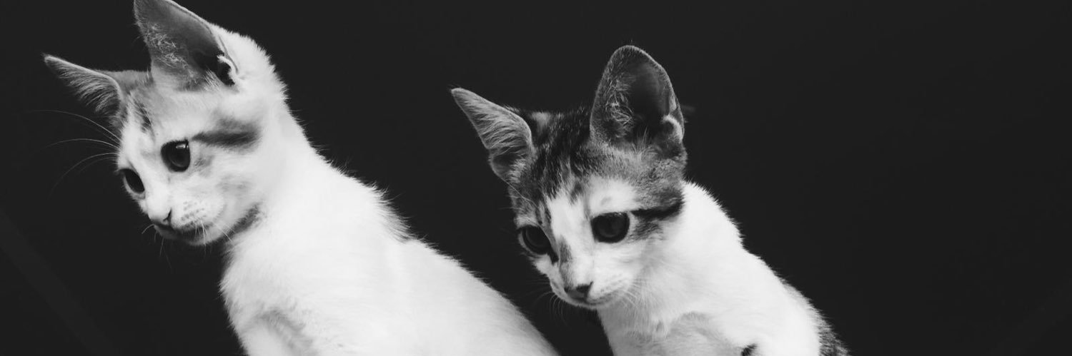 ayse6098's profile banner image
