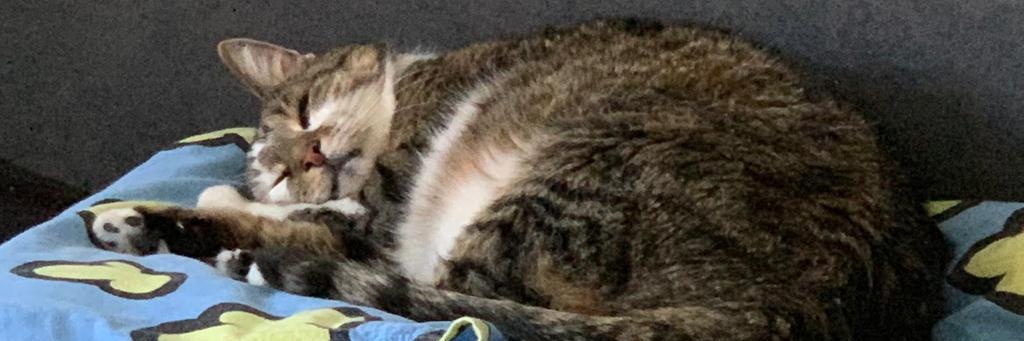 David Schneider banner