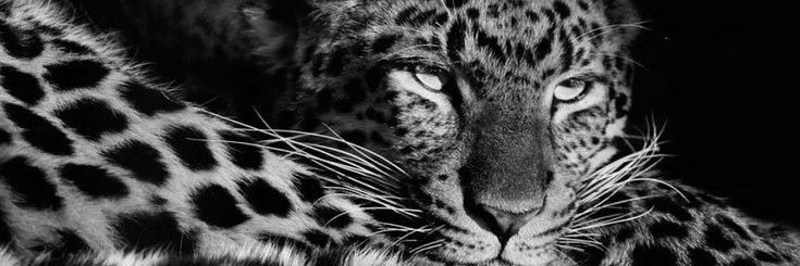 stellinha___'s profile banner image