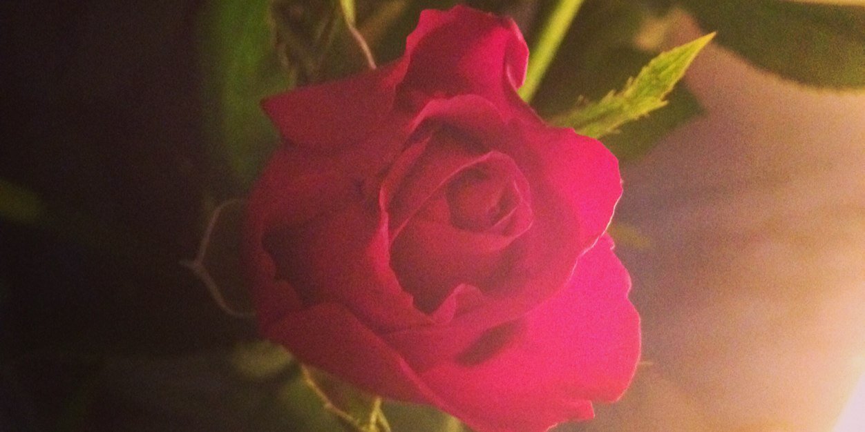 gemma_cherry's profile banner image