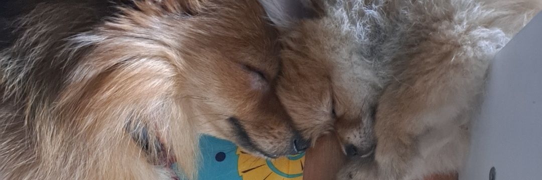 pppaoluss's profile banner image