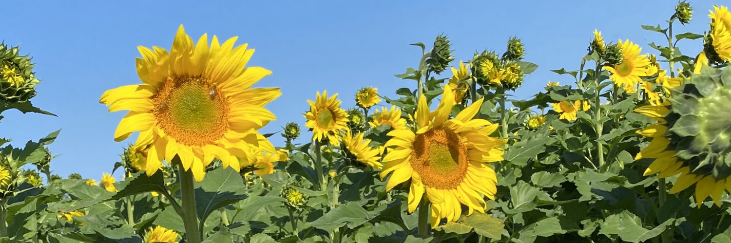 NikiAlok's profile banner image