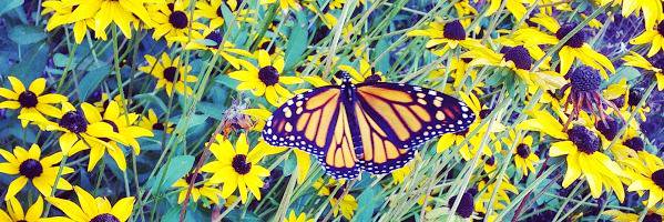 BmoreEnvFilms's profile banner image