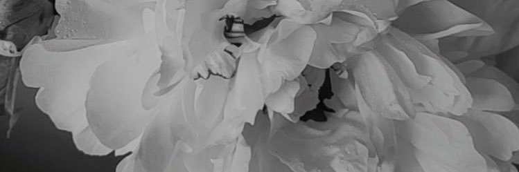 docokanoOL's profile banner image