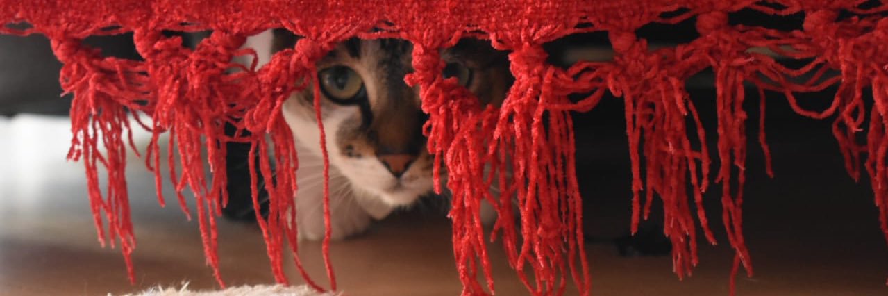 Priyanka 🍉 banner