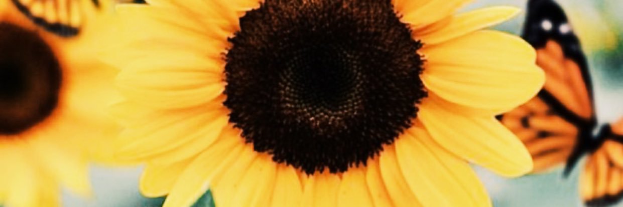 aidachels's profile banner image