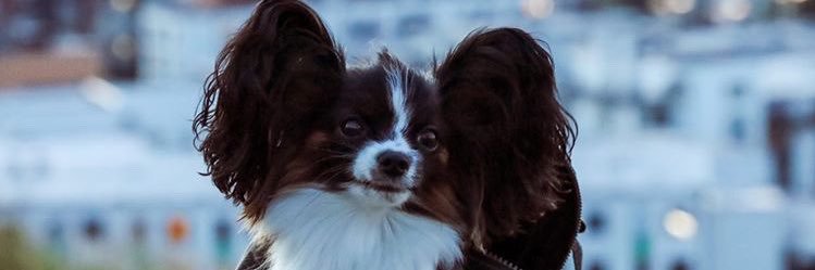 callmemajro's profile banner image
