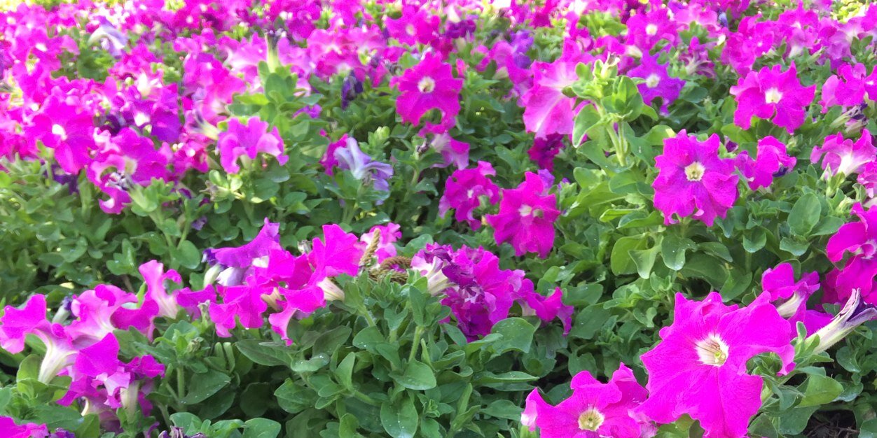 ann3377's profile banner image