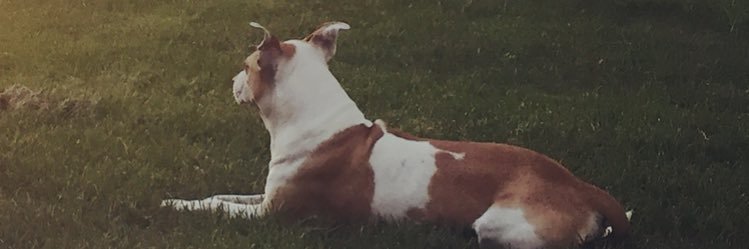 Rohde banner