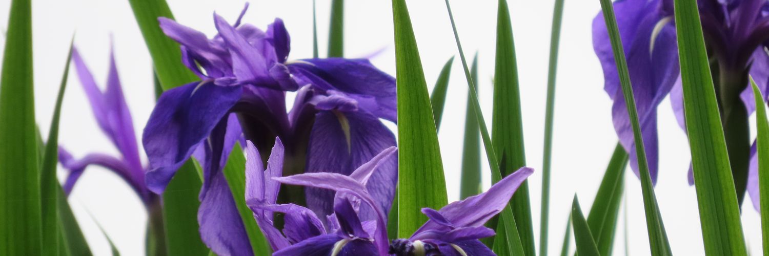 mana_eingot's profile banner image