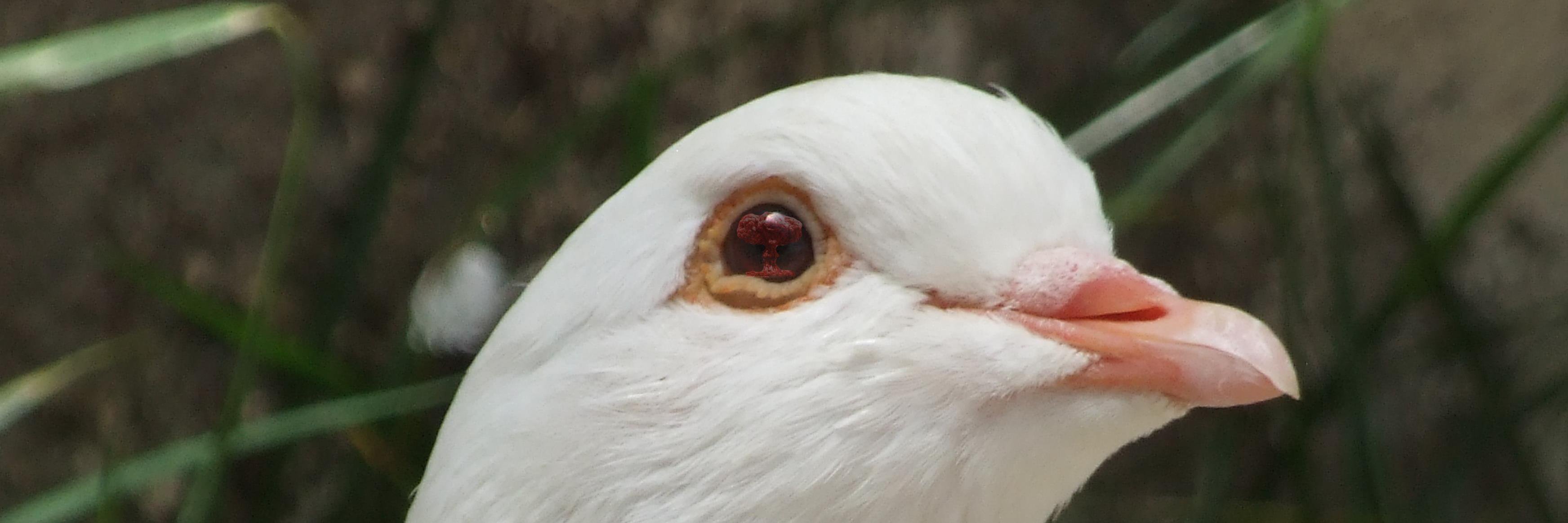 toomanydoves's profile banner image