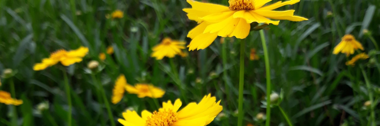 nik | Valentino on going📌 banner