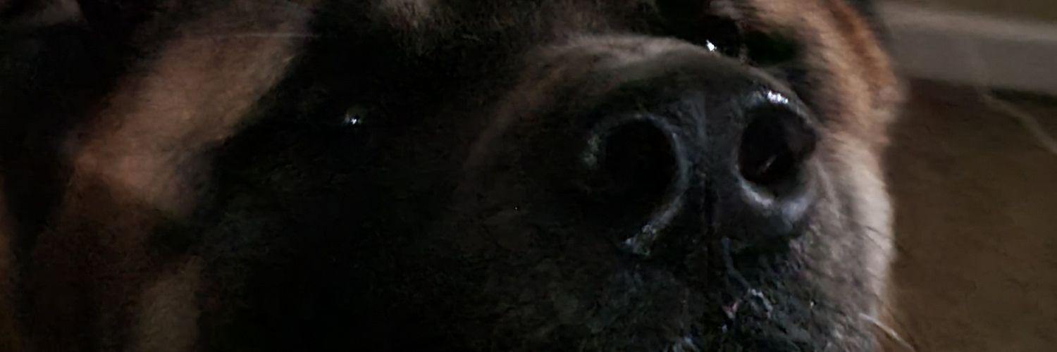 RoseBones_Steph's profile banner image
