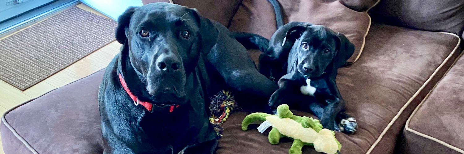 Cherie Walters banner