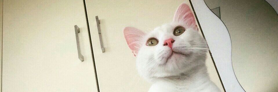 lacomadremil's profile banner image