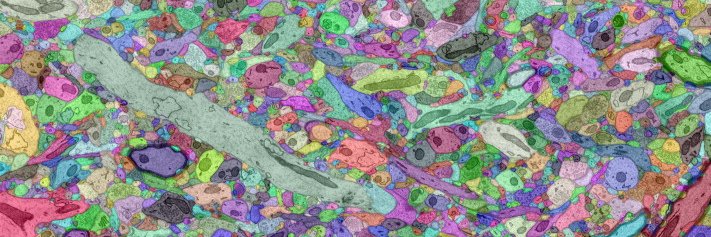 Silvina Catuara Solarz 🧠 banner