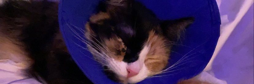 isabelverdea's profile banner image