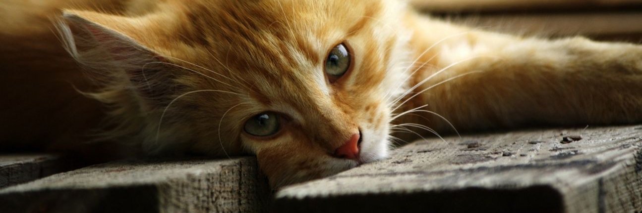 Pet Diet Designer banner