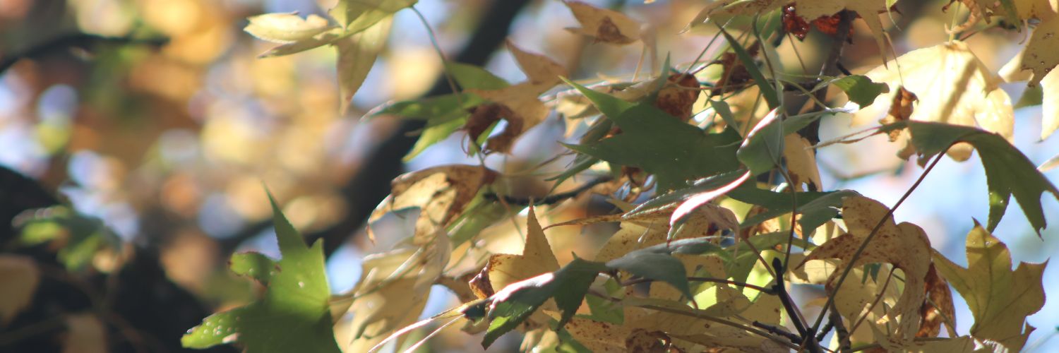 chels_harts's profile banner image