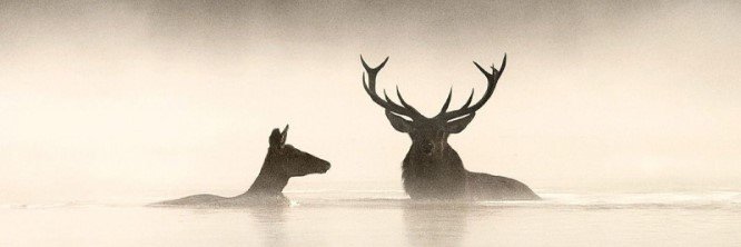Charles-Louis Laming banner