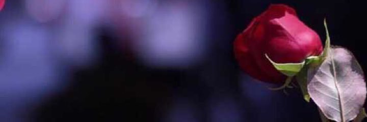 y2_y23's profile banner image