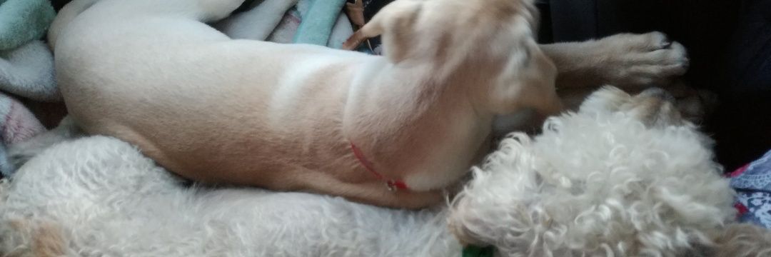 Fernanda Ariza banner