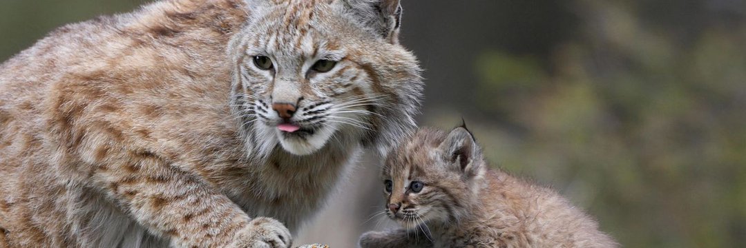 Bobcat Eats 🇺🇸 banner