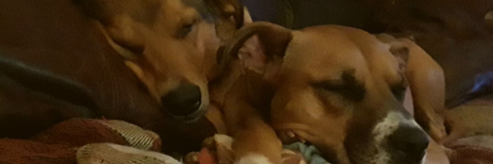 MrsFlanaganRBC's profile banner image