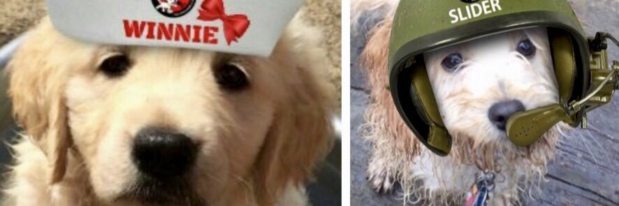 puppy_ted's profile banner image