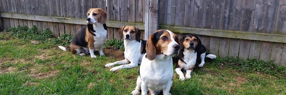 DogNerdTraining's profile banner image