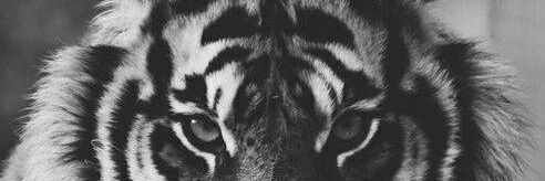 COLTLINE08's profile banner image