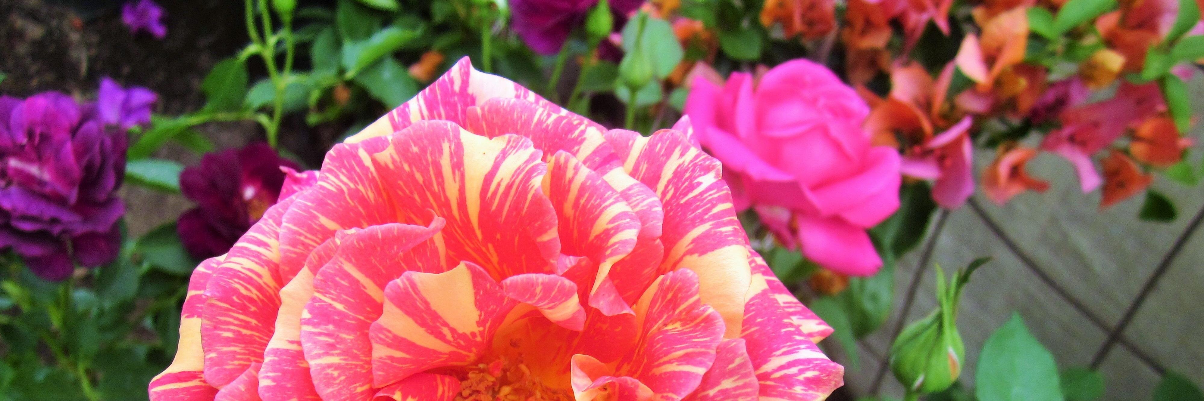 RachelJohnson64's profile banner image