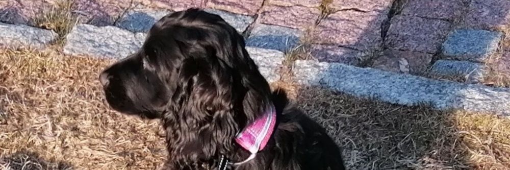 KHatakka's profile banner image